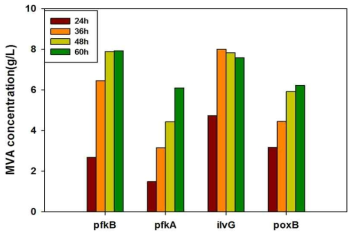 플라스크 배양을 이용한 mvaA 유전자 위치별 메발론산 생산능 비교
