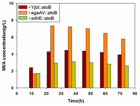 E.coli genome에 삽입된 atoB 유전자 위치에 따른 메발론산 생산능 비교