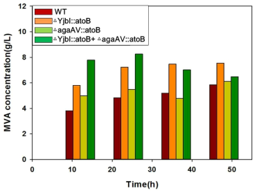 E.coli의 atoB 유전자 삽입 개수별 메발론산 생산능 비교