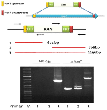 Escherichia coli genome상에 있는 NanT 유전자 제거