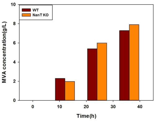 NanT 유전자를 제거한 균주의 플라스크 배양을 통한 메발론산 생산능 비교