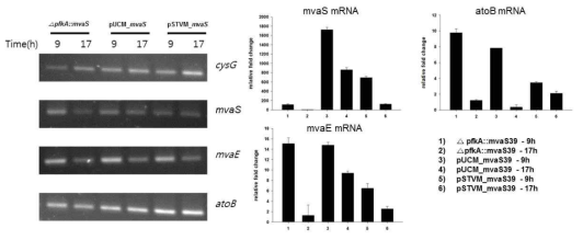 실시간 중합 연쇄 반응(RT-qPCR)을 이용한 메발론산 생합성 효소 mRNA 발현양 비교