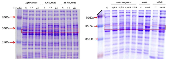SDS-PAGE를 이용한 유전자 삽입과 플라스미드간의 mvaS 발현양 비교