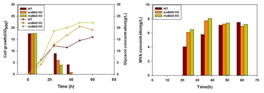 araBAD와 rhaBAD의 제거를 통한 메발론산 생성능 비교