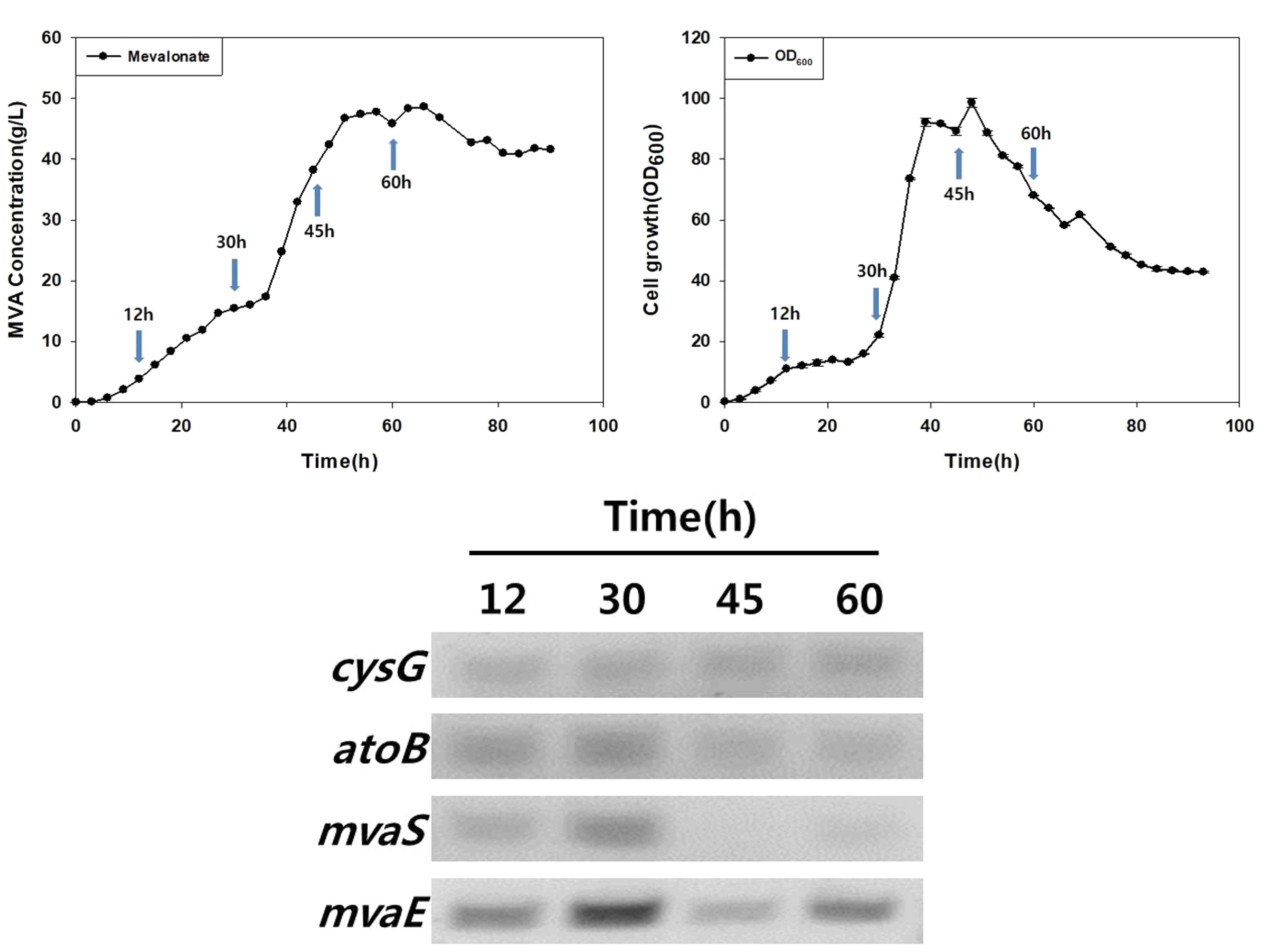 합성 배지를 이용한 유가식 배양을 통한 세포성장 시점별 메발론산 생합성 유전자 발현양 확인