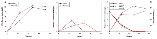 플라스크 배양을 통한 mvaA 유전자가 추가 삽입된 균주의 메발론산 생산 비교