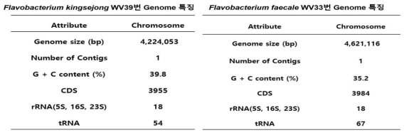 Flavobacterium kingsejong WV 39번과 Flavabacterium faecale WV33번의 genome 특정