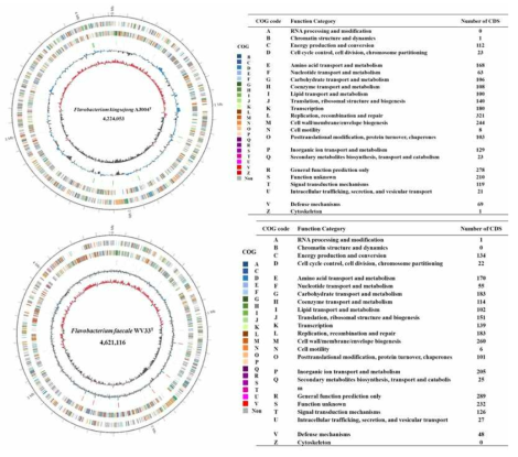 Flavobacterium kingsejong WV 39번과 Flavabacterium faecale WV33번의 complete genome