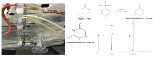 메발로노락톤을 이용한 Dehydromevalonic lactone 전환 및 핵자기공명 분석