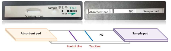 란탄계 형광-자성나노입자를 사용한 TnI 테스트를 위한 lateral flow 제작
