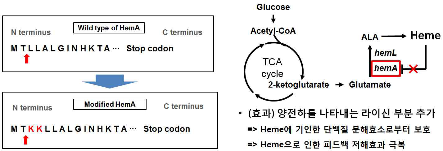 HemA의 개량으로 Heme에 기인한 Feedback inhibition 극복 전략