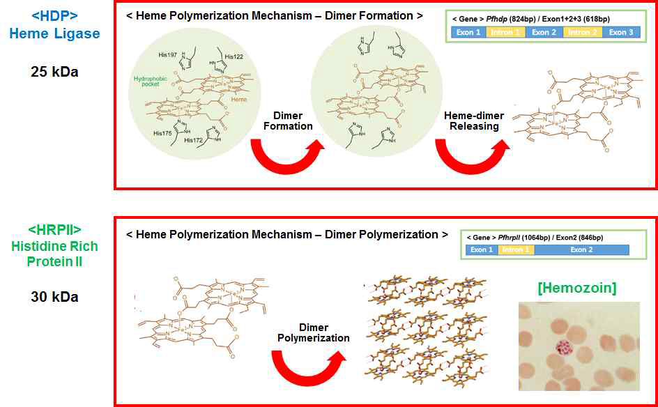 두 종류의 Heme Polymerase HRPII 및 HDP 탐색 및 기능 분석