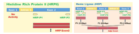 Heme Polymerase HRPII 및 HDP 유전자 확보 전략