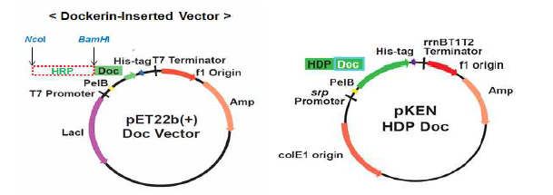 Dockerin Fusion Heme 중합효소 발현 벡터 구축