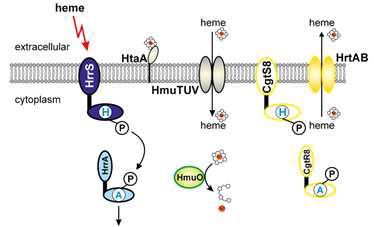 Heme 중합효소 세포 표면 고정화를 위한 Anchoring Module 탐색 (출처 : Appl Microbiol Biotechnol (2012) 94:1131-1150)