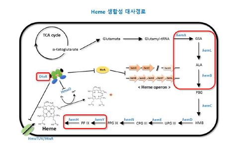 Heme 생합성 대사경로 모식도