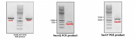 Heme 생합성 관련 유전자 형질전환 결과 및 PCR 결과