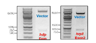 두 종류의 Heme Polymerase HRPII 및 HDP Exon 부위 유전자 확보