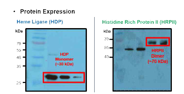 두 종류의 Heme Polymerase HRPII 및 HDP 발현 확인