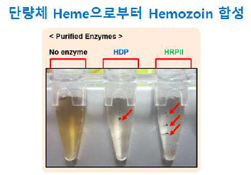 (좌). Heme Polymerase HRPII 및 HDP 반응 후 Hemozoin 형성