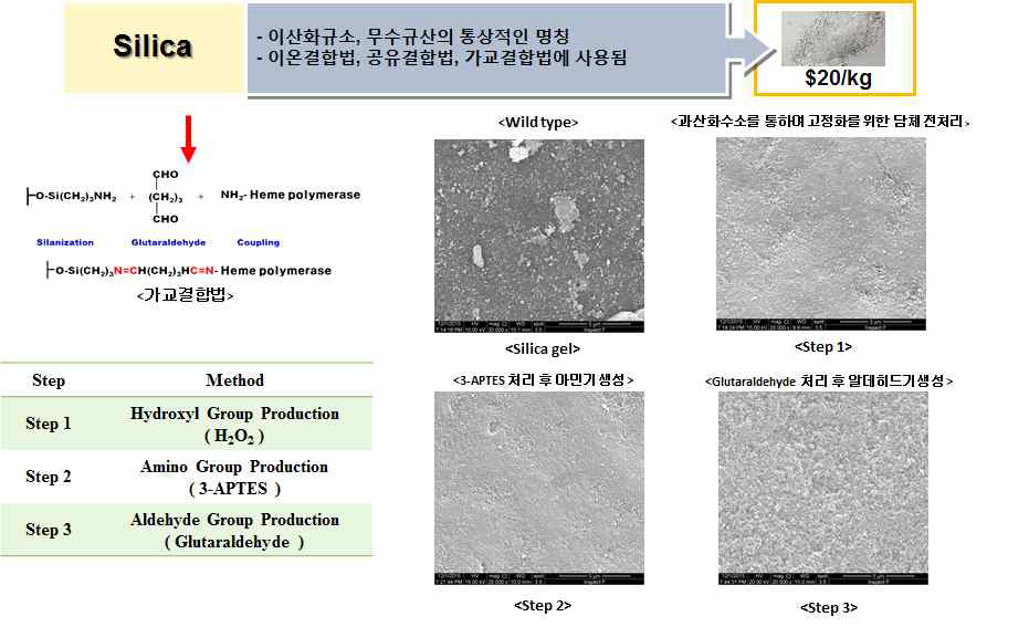 고정화를 위한 Silica 담체 표면 개질