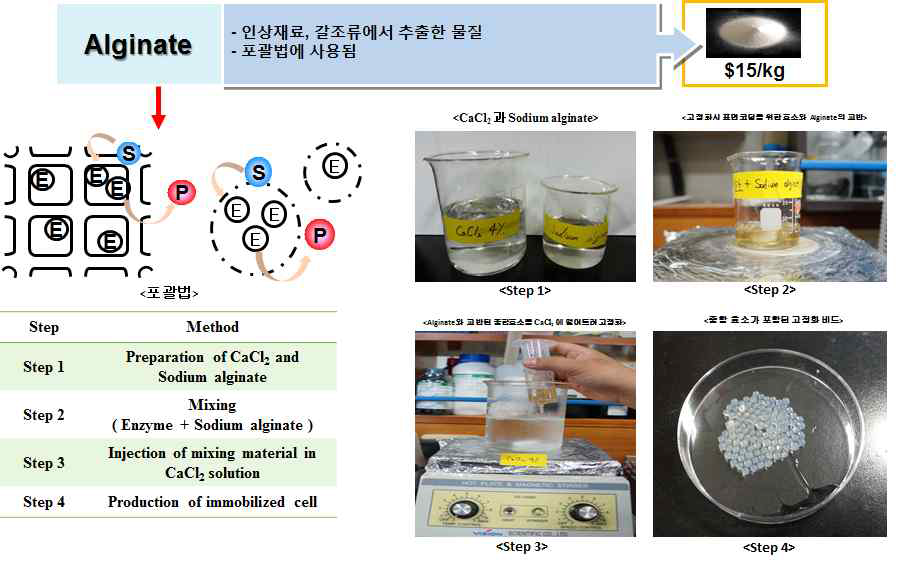 고정화를 위한 Alginate 담체 표면 개질