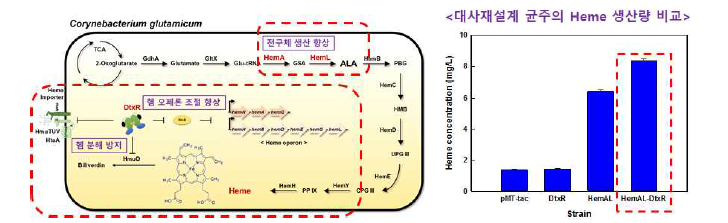 코리네박테리움의 Heme 대사경로 재설계 모식도 및 대사재설계 균주의 Heme 생산량 비교