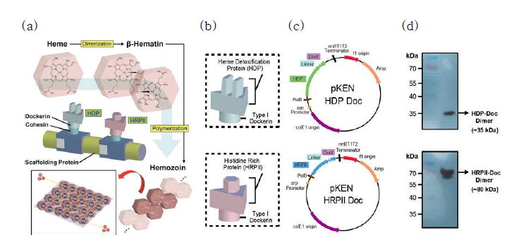 (a) Hemozoin 중합효소 유래 전도성 바이오 플라스틱 생산 모식도, (b, c) Dockerin 결합 Hemozoin 중합 효소 발현 벡터 구축, (d) 발현 확인