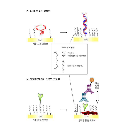 바이오 프로브 고정화 및 표면 코팅 개념도. (가) hairpin 형태 DNA 프로브의 신호 증폭 기작, (나) 효소침전반응을 이용한 신호 증폭 기작