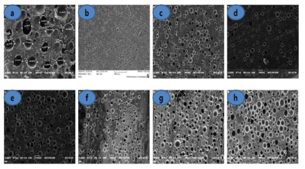 수지 종류에 따른 Polishing Pad의 단면 SEM 사진: (a)PU-01, (b)PU-02, (c) PU-03, (d)PU-04, (e)PU-05, (f)PU-06, (g)PU-07, (h)PU-08