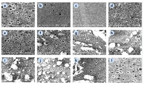 친수성 소재의 종류에 따른 Polishing Pad의 단면 SEM Image