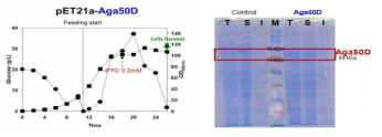 Aga50D 재조합 대장균의 발효 프로파일 및 효소 단백질 발현 확인