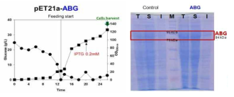 ABG 재조합 대장균의 발효 프로파일 및 효소 단백질 발현 확인