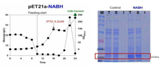 NABH 재조합 대장균의 발효 프로파일 및 효소단백질 발현 확인