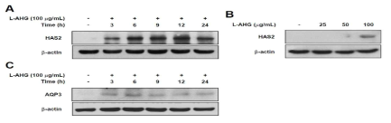 HaCaT keratinocyte에서 한천당의 HAS-2, AQP3 발현 촉진 효능