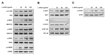 한천당의 ERK, AKT 및 STAT3 signal pathway 활성 효능