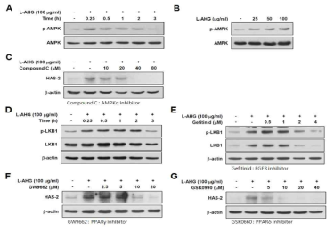 한천당의 LKB1-AMPK-PPAR signal pathway 활성 증대 효능 및 이들이 HAS-2 발현 증가에 미치는 영향