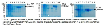 50 L로 발효한 재조합 균주 E. coli BL21(DE3)의 효소 Aga50D, ABG, NABH의 SDS-PAGE gel