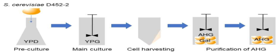 효모배양을 통한 한천당 정제 모식도