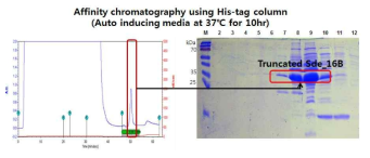 친화력 크로마토그래피 방법을 통한 Truncated Sde_16B 효소의 정제 시스템 구축
