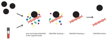 magnetic bead를 사용한 DNA/RNA 추출 과정