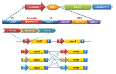 Artificial promoter를 이용한 mvaE와 mvaS의 발현 시스템