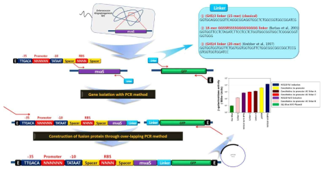 Linker protein과 GFP 형광 단백질을 이용한 합성 유전자의 선별