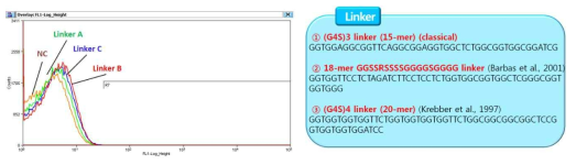 Linker protein에 따른 fusion 단백질의 형광 발현