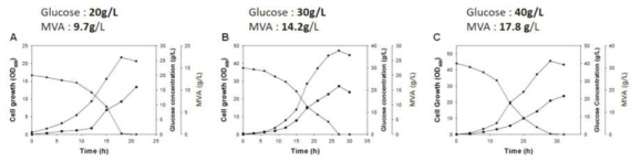 Glucose 농도에 따른 C6 lactone의 생산량 변화