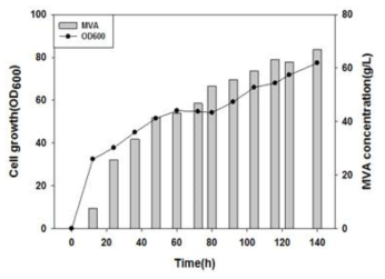 재조합 대장균 (ΔYeaN)의 세포 성장 및 C6 MVA 생산성