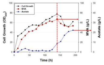 세포 성장과 부산물인 acetate의 배양 시간에 따른 변화