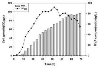 배양 시간에 따른 MVA의 농도 변화 (80.6g/L)