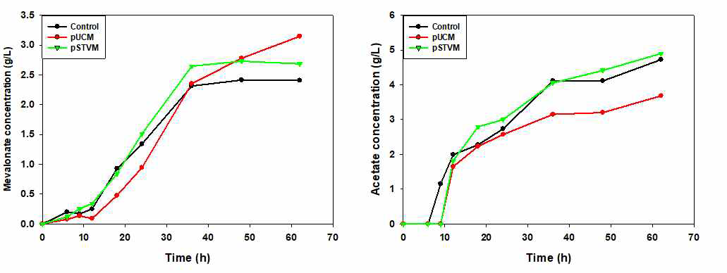 플라스미드 추가 도입 균주의 플라스크 배양을 통한 메발론산 생산 및 아세트산 생산량의 변화