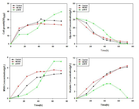 NADK3 또는 pntAB 유전자를 포함한 대장균의 세포 성장, 글리세롤 소모량, 메발론산 생산량 및 아세트산 생산량